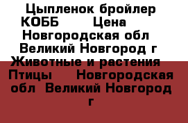 Цыпленок бройлер КОББ-500 › Цена ­ 90 - Новгородская обл., Великий Новгород г. Животные и растения » Птицы   . Новгородская обл.,Великий Новгород г.